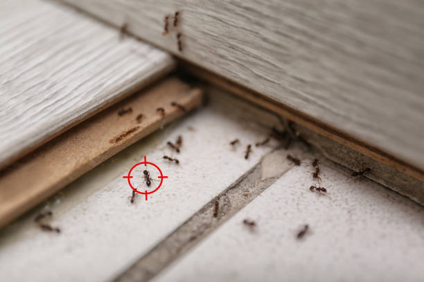 Best Ant Control Services  in Grenelefe, FL