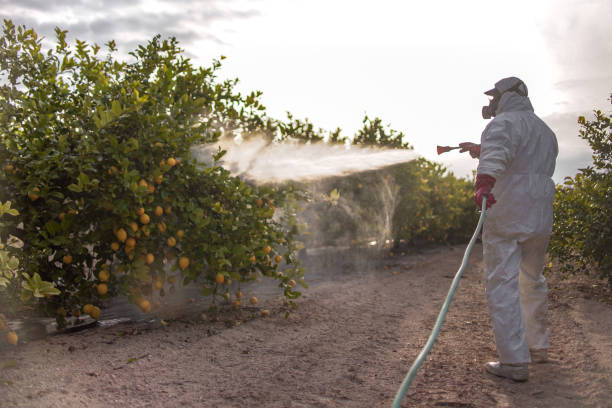 Best Termite Control Services  in Grenelefe, FL
