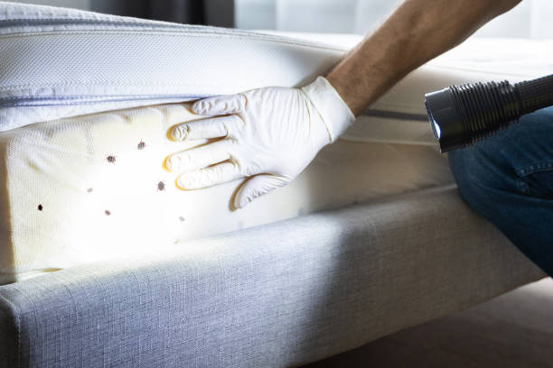 Best Bed Bug Extermination  in Grenelefe, FL